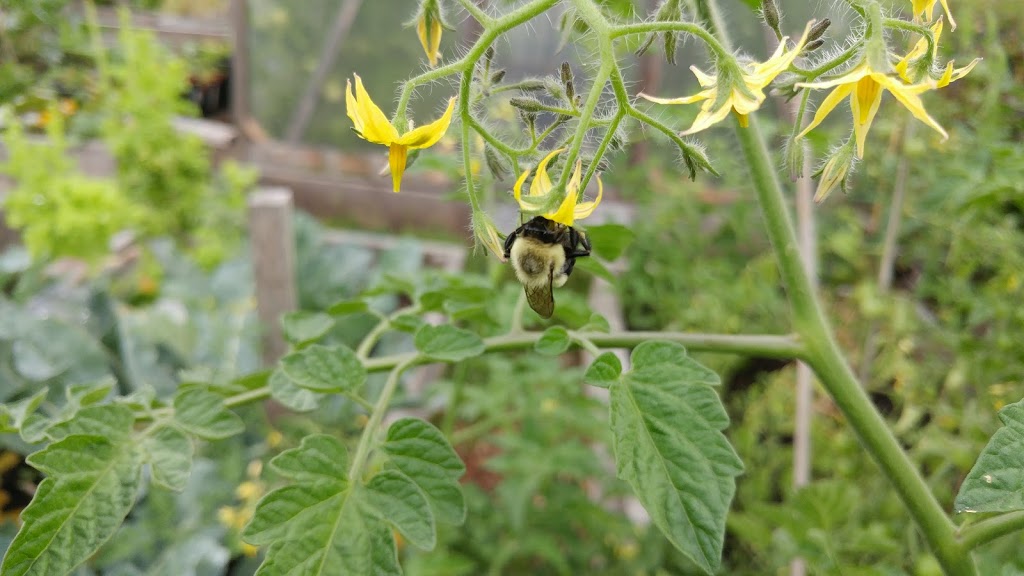 Burnaby and Region Allotment Garden | Meadow Ave, Burnaby, BC V3N 1Y6, Canada