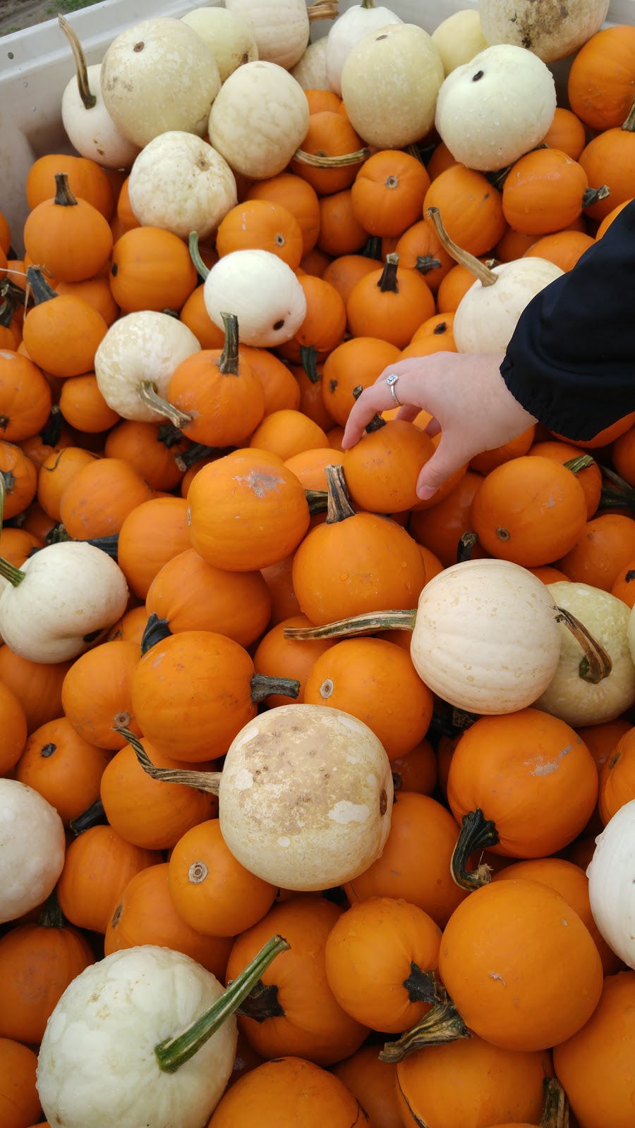 Son in Law Produce Ltd. | 225754 Otterville Rd, Otterville, ON N0J 1R0, Canada | Phone: (519) 410-6383