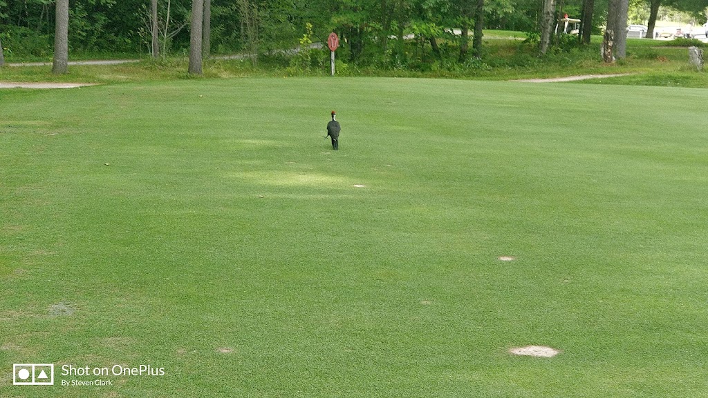 Roanoke Golf Club | 610 Biesenthal Rd, Pembroke, ON K8A 6W7, Canada | Phone: (613) 735-4444