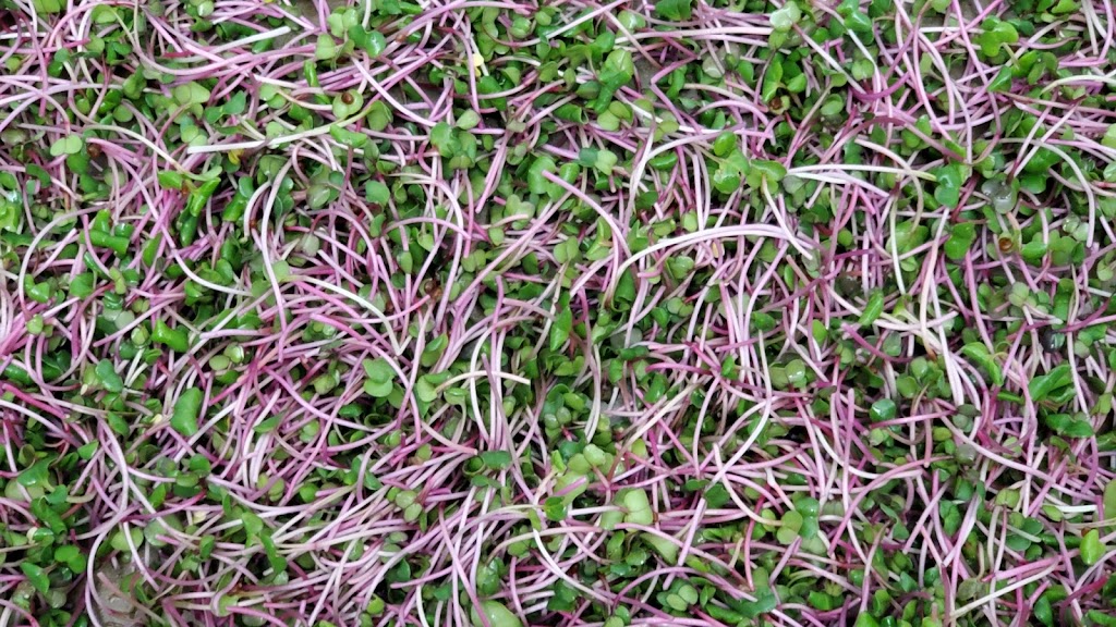 MSVFarm Microgreen kits | 109 Robin Ave, Charlottetown, PE C1A 8M5, Canada | Phone: (902) 314-1335
