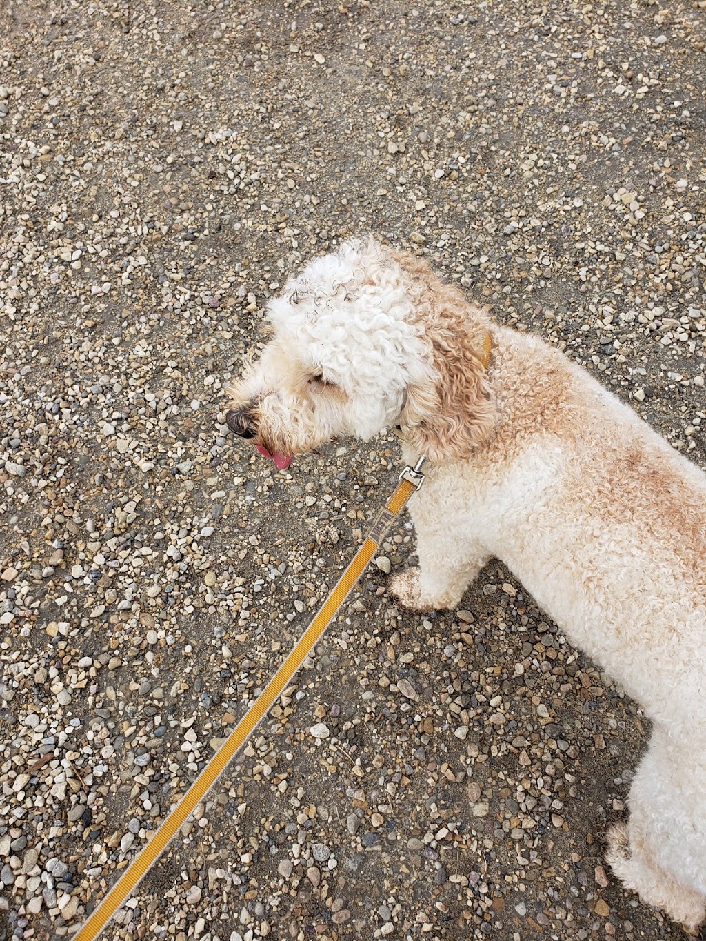 Paisley Dog Park | 3051 Paisley Green SW, Edmonton, AB T6W 1A3, Canada