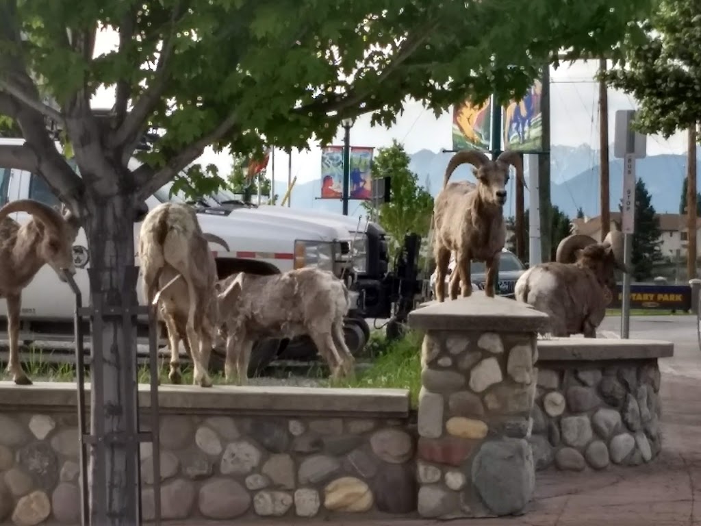 Rikos Radium Family Restaurant | 7513 Main St W, Radium Hot Springs, BC V0A 1M0, Canada | Phone: (250) 347-2701