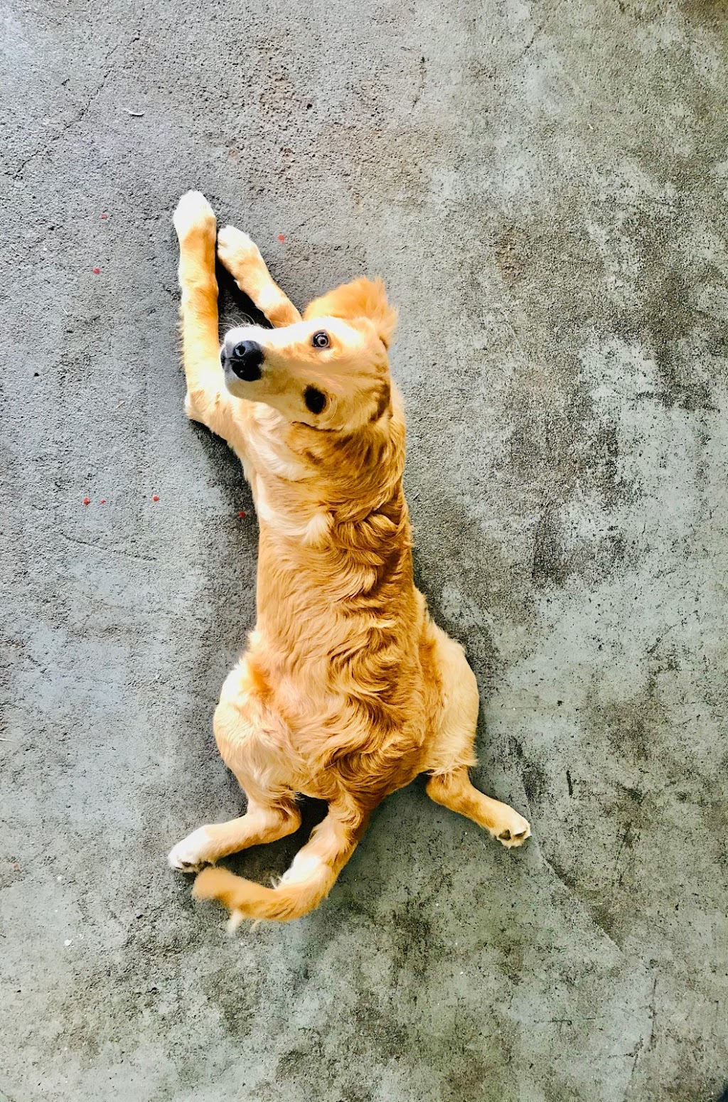 Tails & Trails Dog Daycare | 11860 Ladner Trunk Rd, Delta, BC V4K 3N3, Canada | Phone: (660) 910-4263