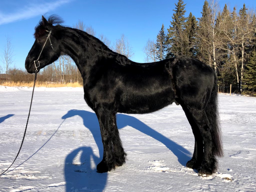 Baroque Friesian Ranch | Site 114 comp 20 RR 1, 4001 Ste Anne Trail, Alberta Beach, AB T0E 0A1, Canada | Phone: (403) 813-6691