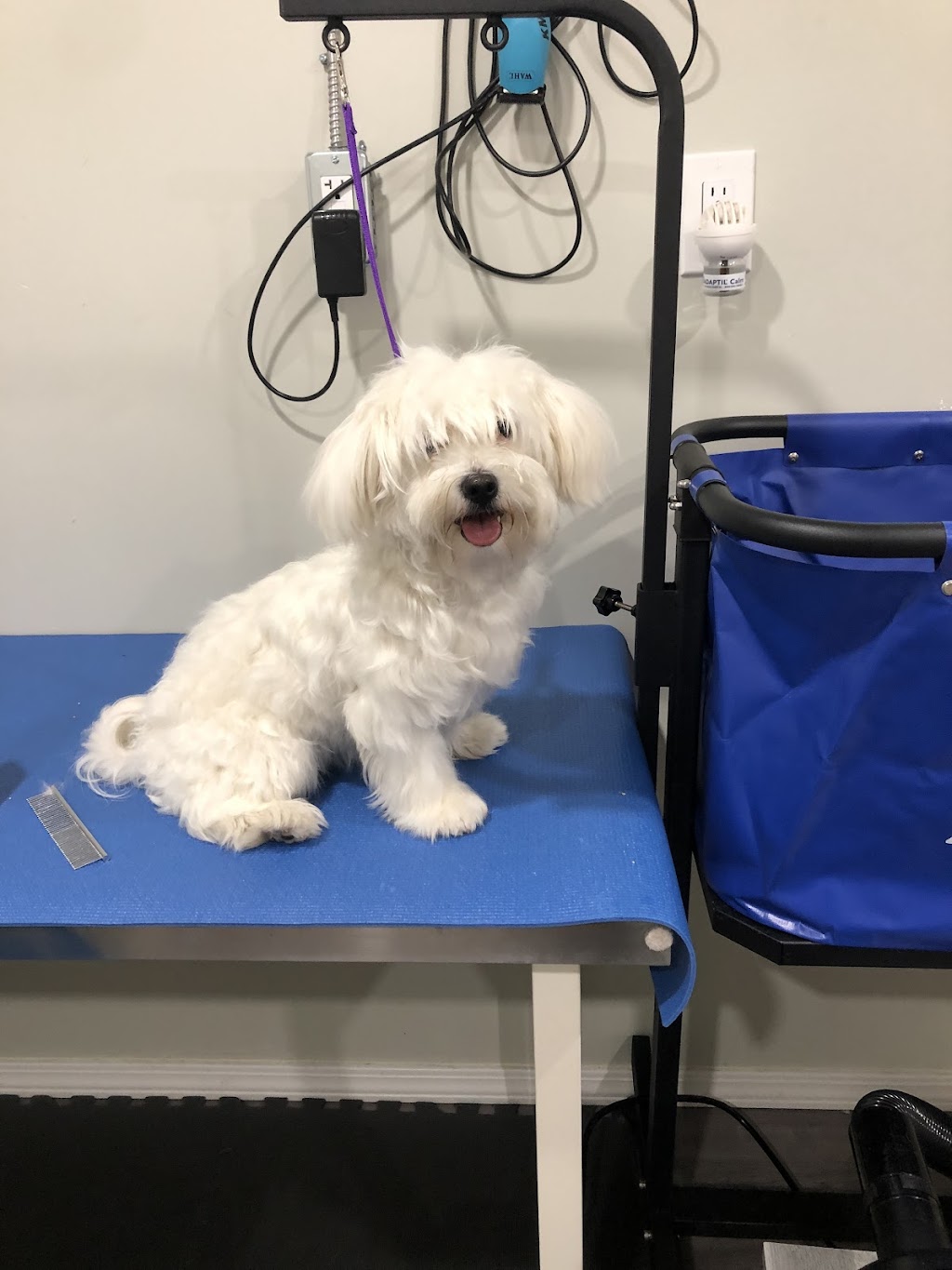 Brooklyn Heights Grooming | 1057 King St E, Oshawa, ON L1H 1H6, Canada | Phone: (647) 938-9013