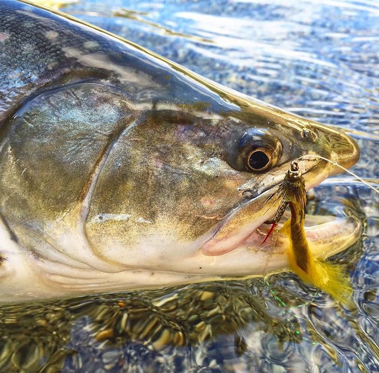 Whistler Fishing Guides | Whistler, BC V8E 1J9, Canada | Phone: (855) 522-3474