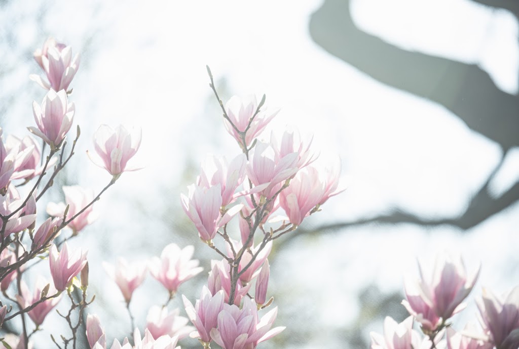 Trevor Witt Photography | 3275 Shoreview Dr, Washago, ON L0K 2B0, Canada | Phone: (226) 747-2167