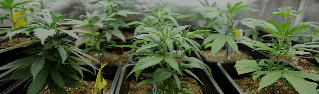 The Hippie Grow Shop | 1333 Boundary Rd unit 33, Oshawa, ON L1J 6Z7, Canada | Phone: (905) 435-5845