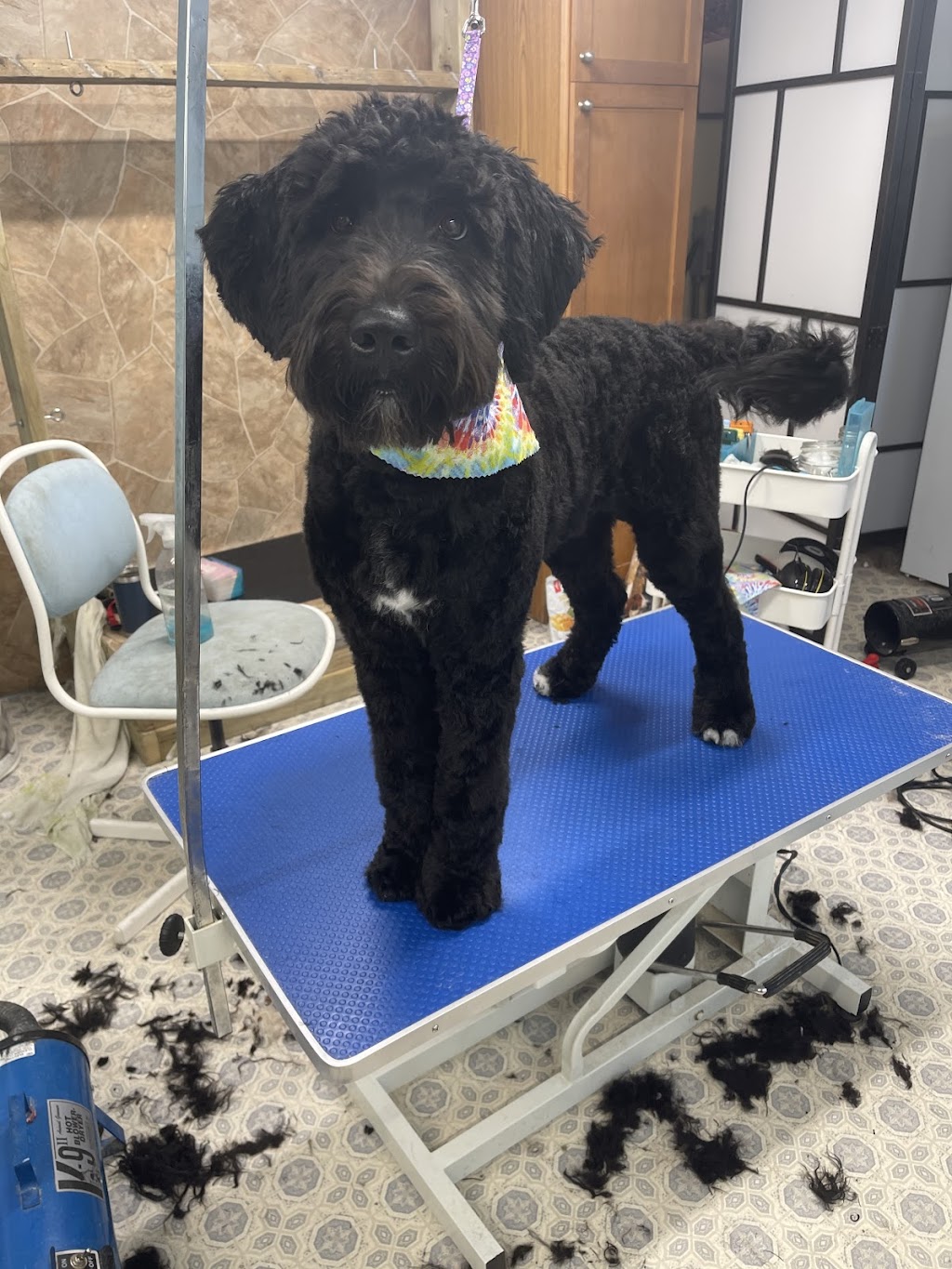 Paw-den of Eden Dog Grooming | 3850 Nova Scotia Trunk 1, Berwick, NS B0P 1E0, Canada | Phone: (902) 300-2820