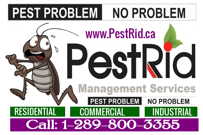 PestRid Pest Control Services | 16 Madison St, Brampton, ON L6S 3C5, Canada | Phone: (289) 800-3355