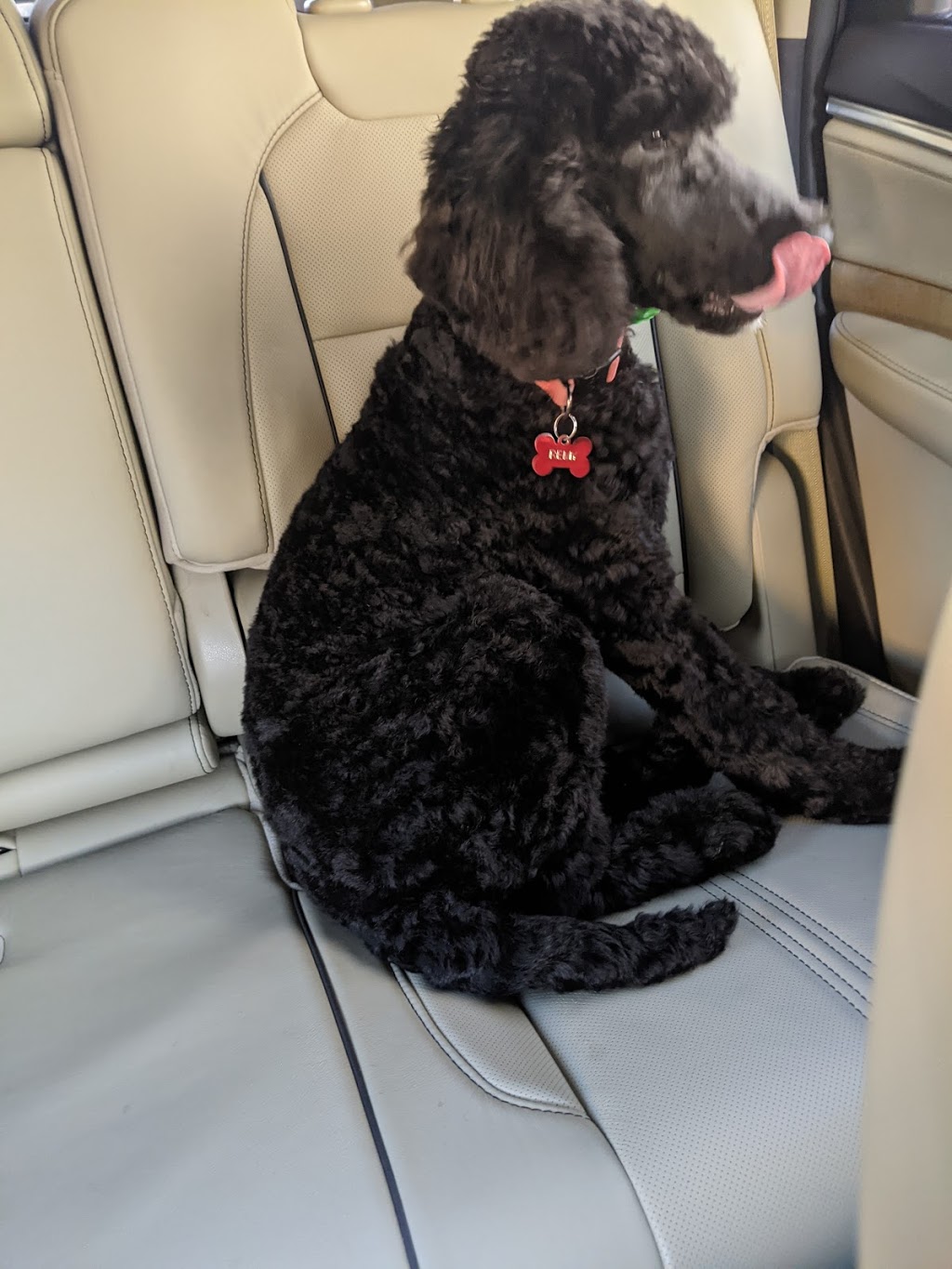 Grooming By Debbie | 27 Glendee Rd, Hamilton, ON L8K 1Y9, Canada | Phone: (289) 389-7976