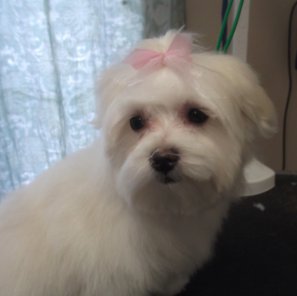 Country Dog House Grooming Salon | 864 Innisfil Beach Rd, Innisfil, ON L9S 2C2, Canada | Phone: (705) 431-4050