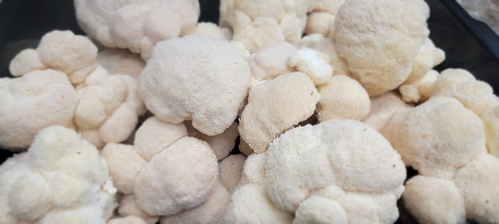 Feeneys Fungi Farm | 1248 Ward Rd, Aylesford, NS B0P 1C0, Canada | Phone: (226) 792-2455
