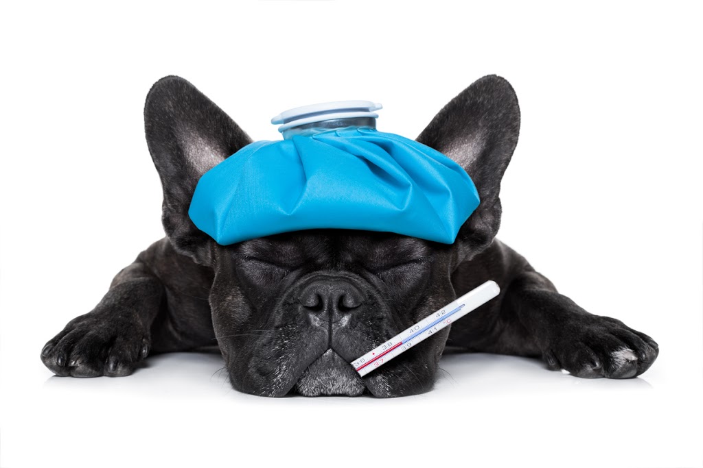 Monarch Vet Tech Services | 46 Coxwell Ave, Toronto, ON M4L 3A7, Canada | Phone: (647) 668-4762