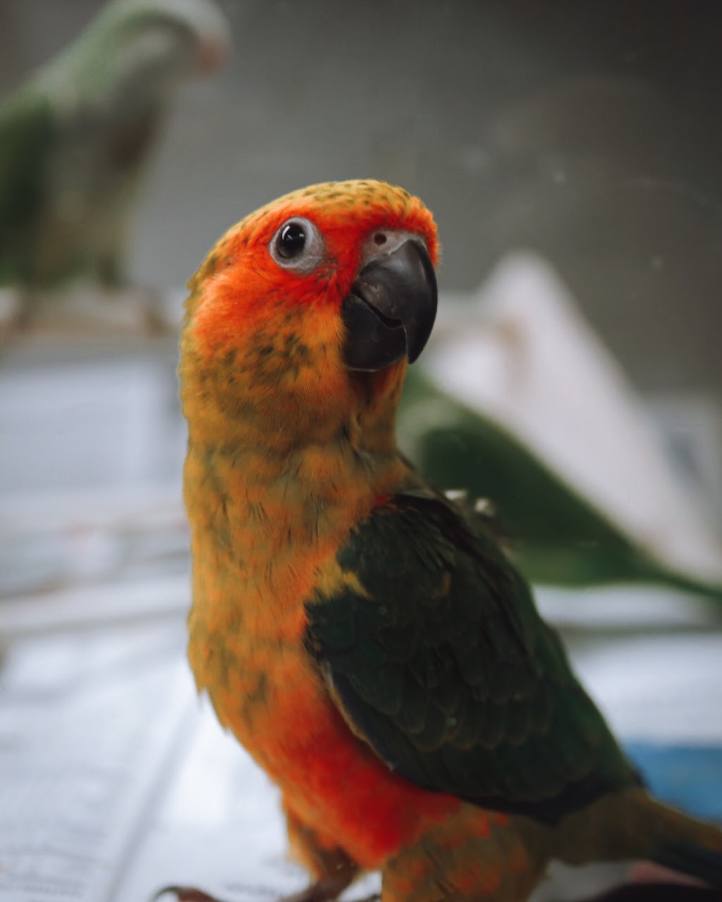 Big Als Pet Supercentres | 140 Centennial Pkwy N, Hamilton, ON L8E 1H9, Canada | Phone: (905) 560-1000