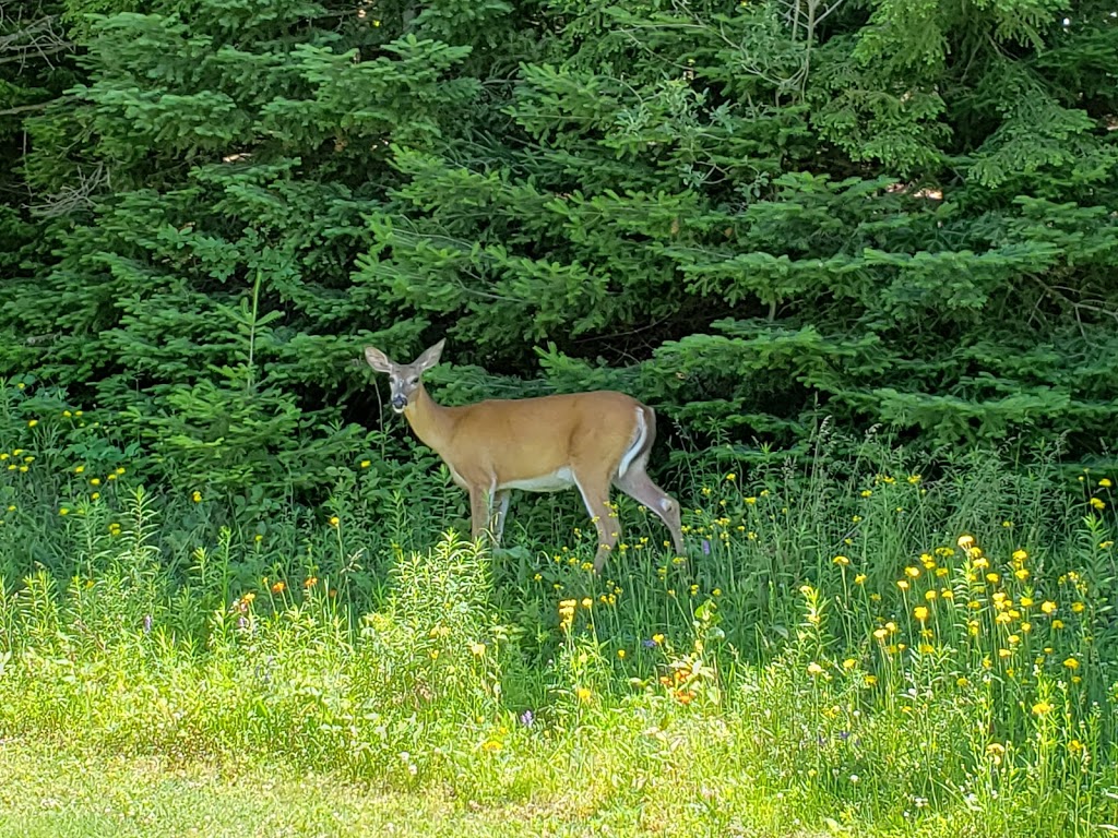 Blairhampton Golf Club | 1557 Duck Lake Rd, Minden, ON K0M 2K0, Canada | Phone: (705) 286-1315