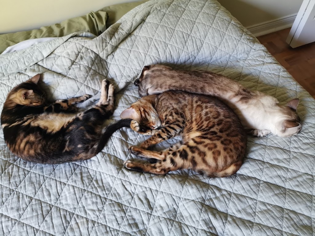 Chat Bengal Cattery // MARIE BENGAL | 12 Place Grenville Nord, Grenville-sur-la-Rouge, Quebec J0V 1B0, Canada | Phone: (819) 242-5382
