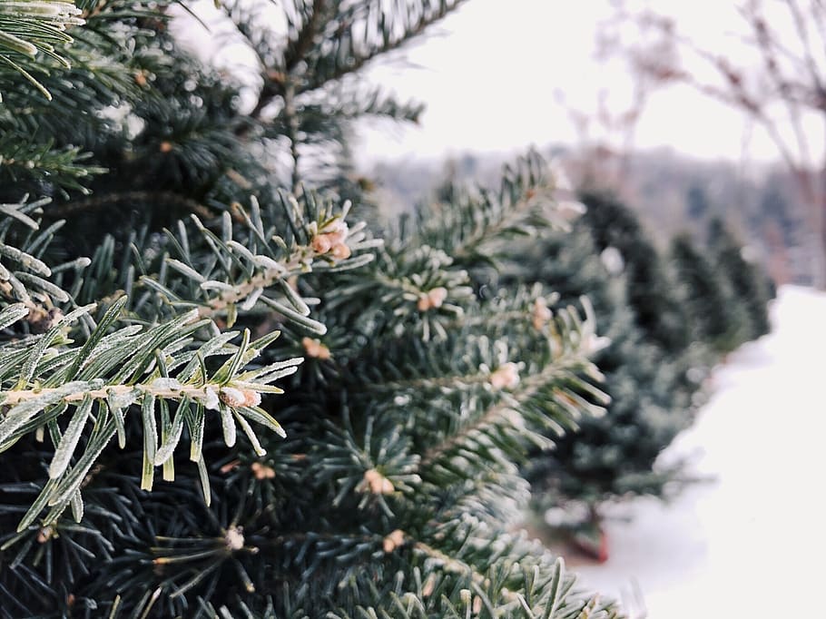 Les Sapins de la Tannery | 18 Chemin Tannery, Stanbridge East, QC J0J 2H0, Canada | Phone: (514) 622-1056