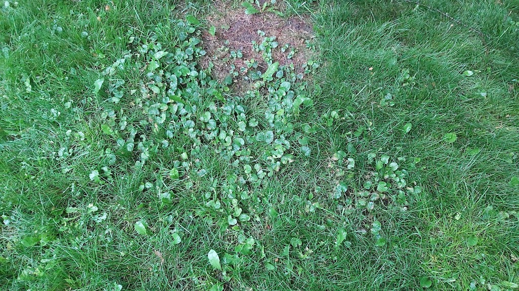 Weed Man Lawn Care | 692 Simcoe Rd Unit B, Bradford, ON L3Z 4A9, Canada | Phone: (705) 436-4733