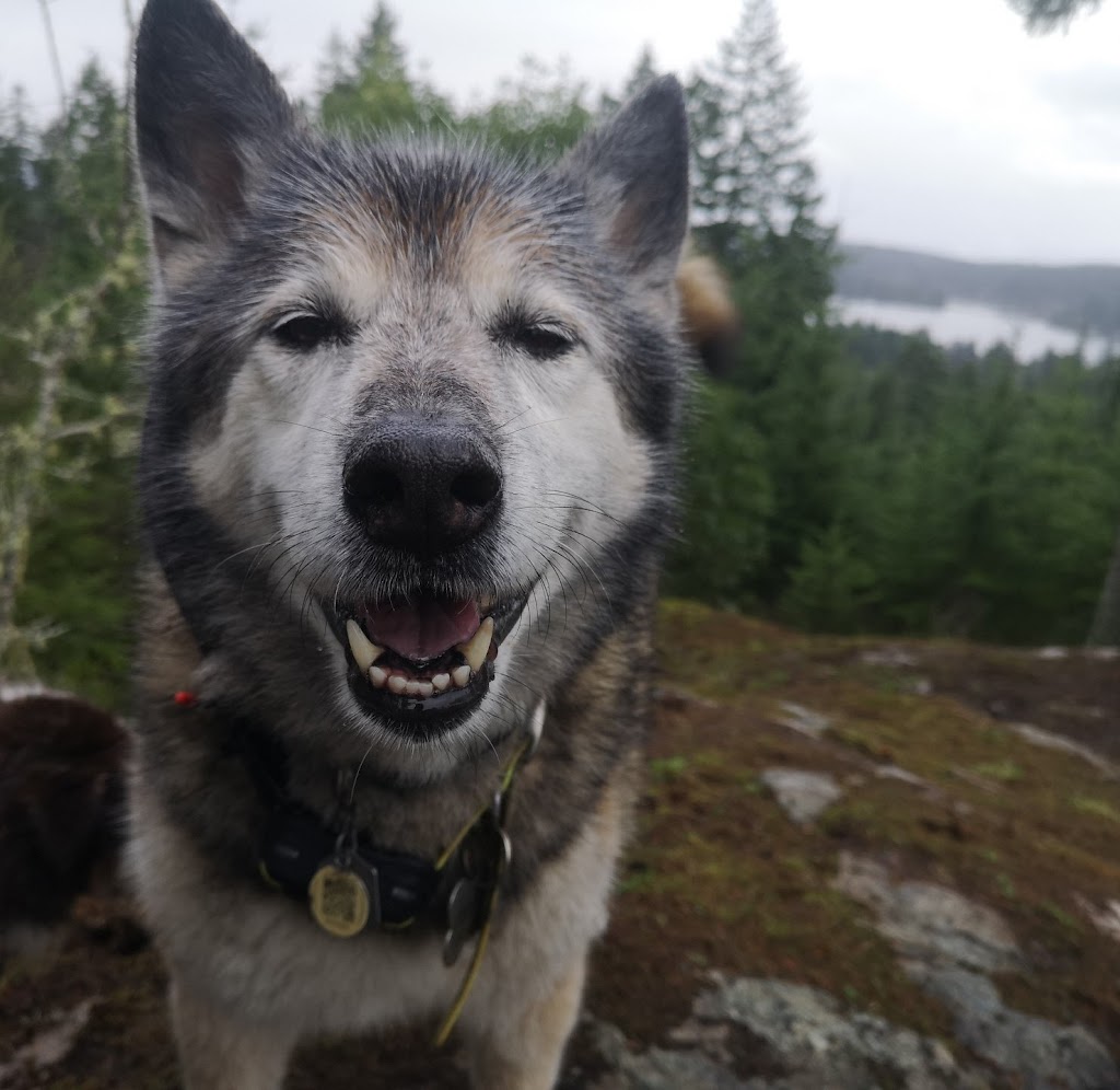 Lucky Dog Adventures and Daycare | 2041 May Ave, Shawnigan Lake, BC V0R 2W3, Canada | Phone: (250) 896-8848