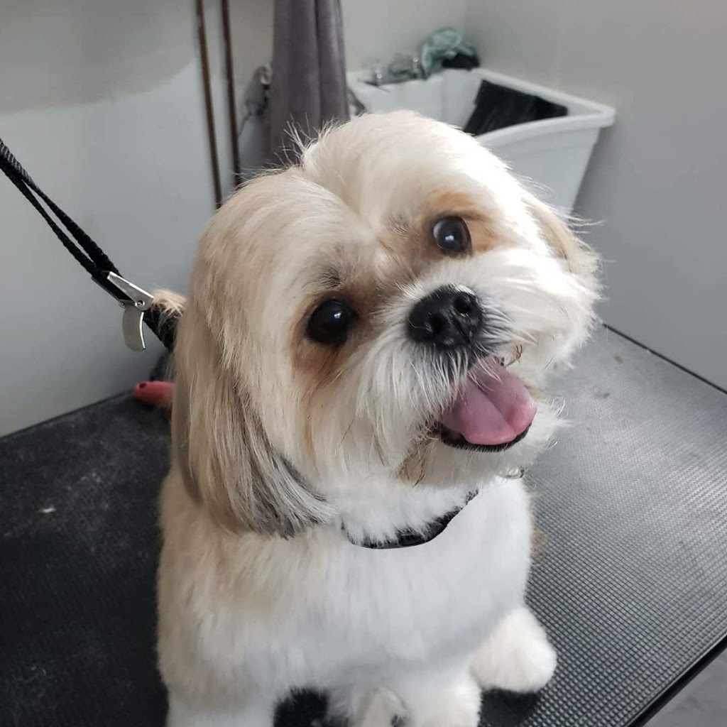 Rachels Grooming | Marina Dr, Caesarea, ON L0B 1E0, Canada | Phone: (416) 801-4686
