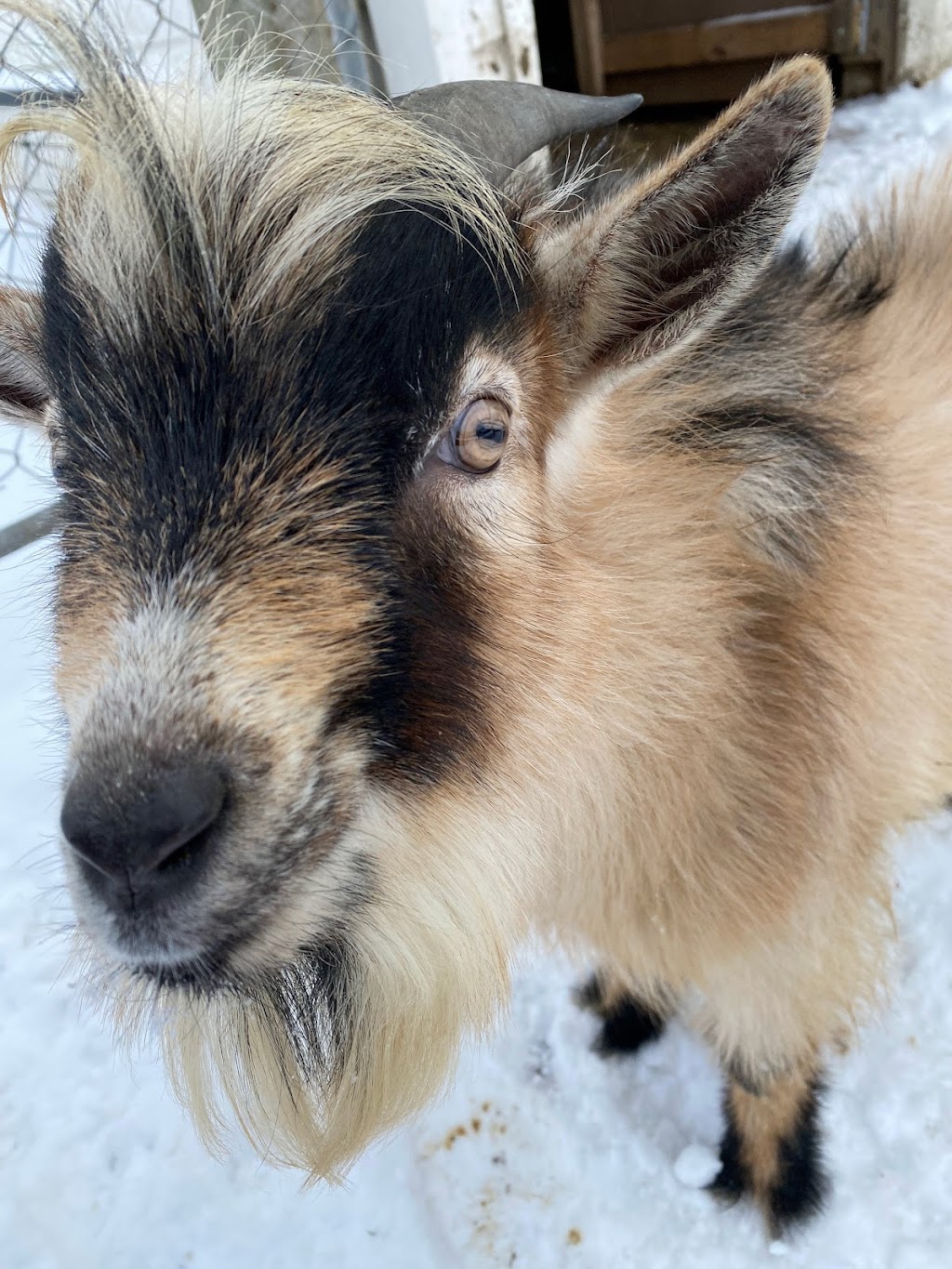 Lizzias Goat Yoga | 3 Weir Rd, Hamilton, ON L0R 1T0, Canada | Phone: (289) 644-7718
