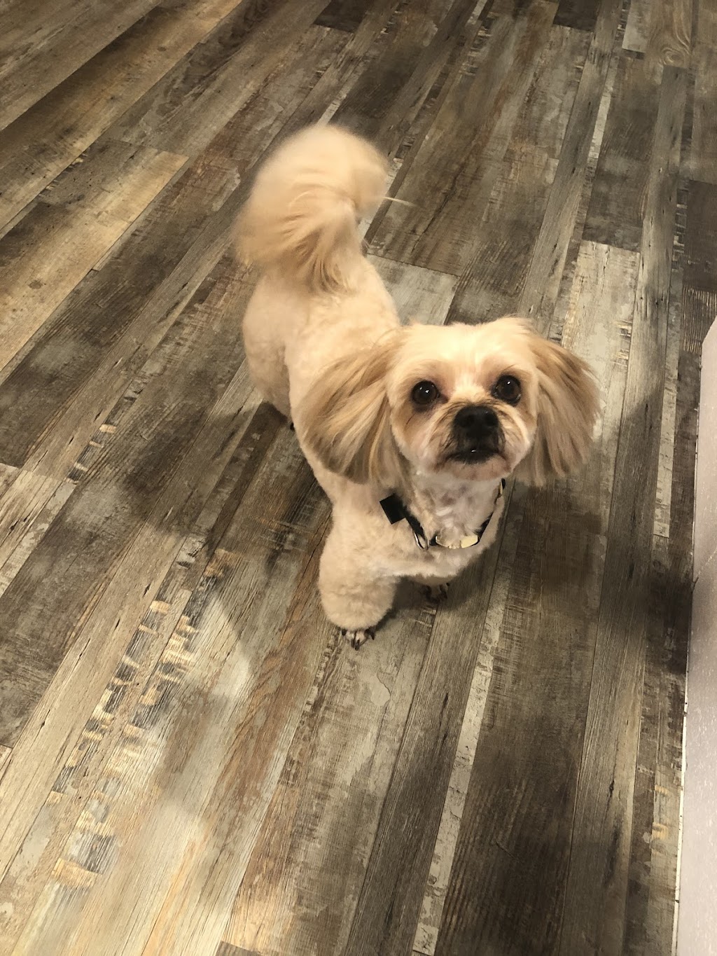 Lilo boutique pour animaux et toilettage | 400 Rue Notre-Dame, Repentigny, QC J6A 2T1, Canada | Phone: (450) 657-7575