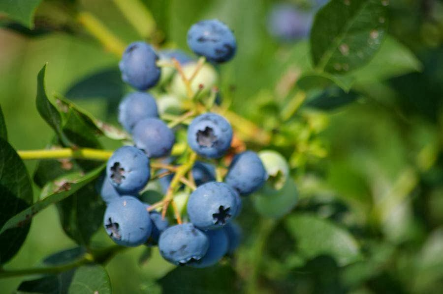 La bleuetière Joualbleu | 1341 Rte de Michaudville, Saint-Jude, QC J0H 1P0, Canada | Phone: (450) 888-1341