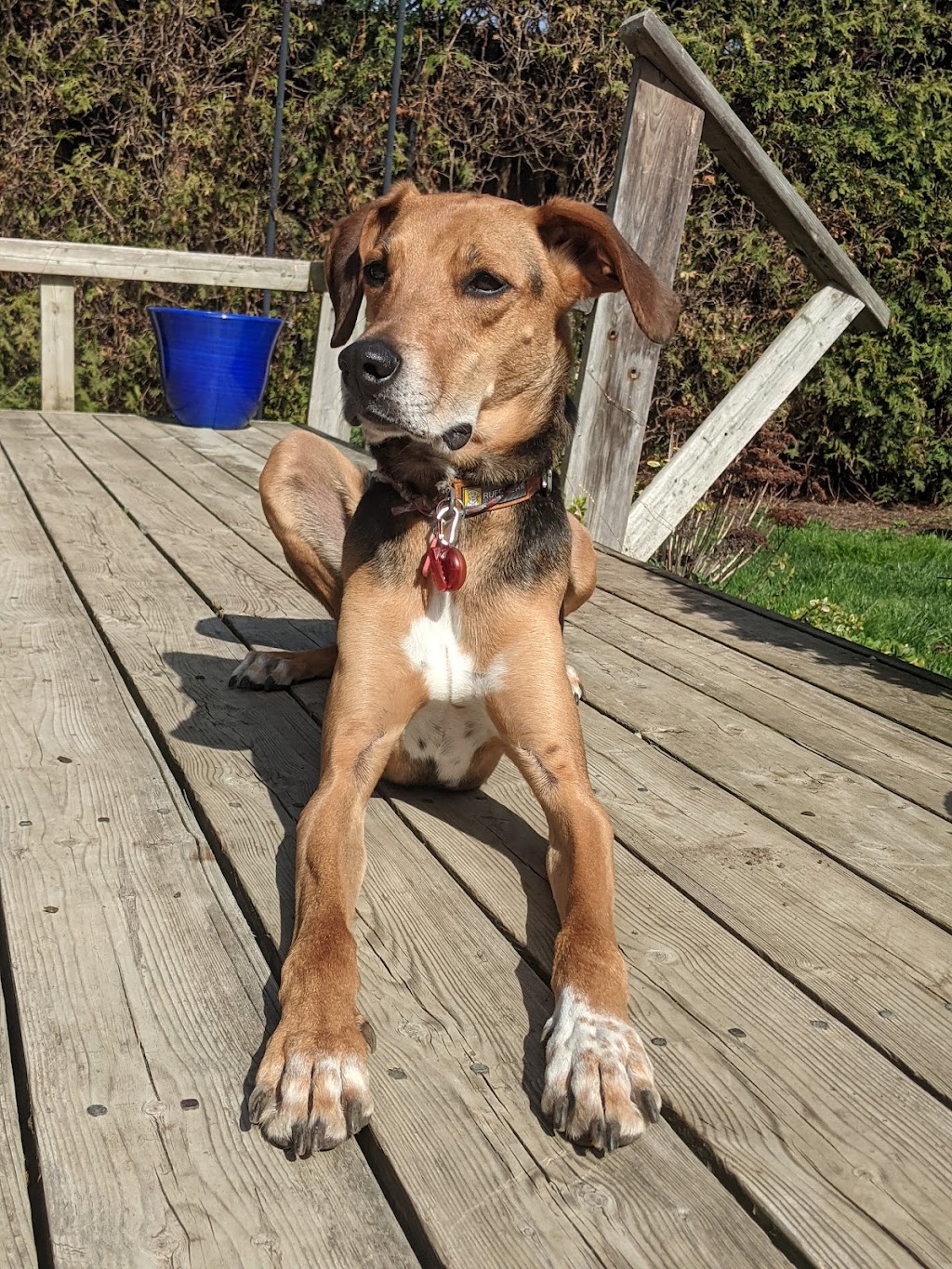 dog walking & boarding waggr durham | 1269 Belair Crescent, Oshawa, ON L1K 1G9, Canada | Phone: (416) 843-7344