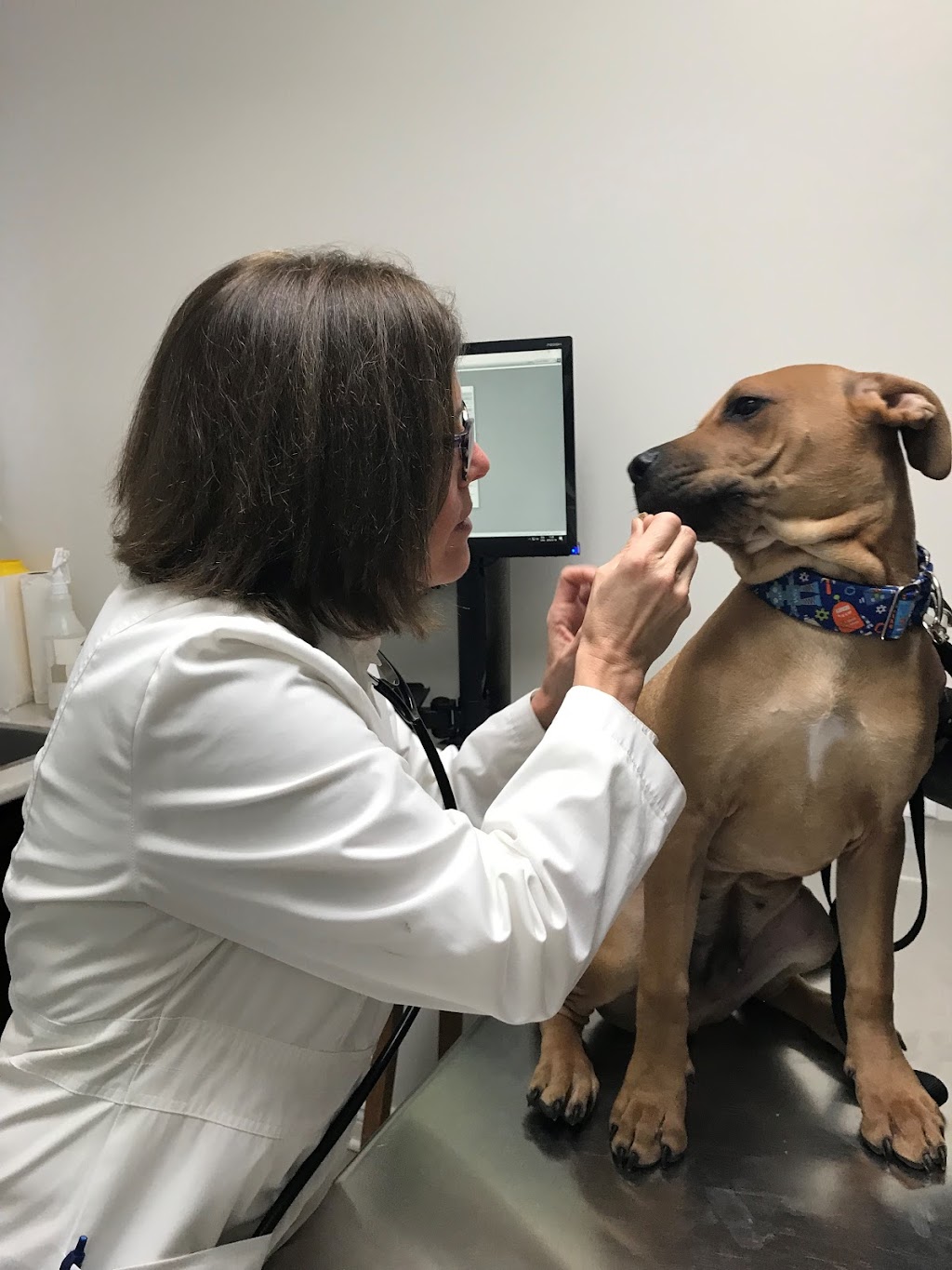 Medecin Veterinaire St-Louis | 3928 Rue St-Hubert, Montréal, QC H2L 4A5, Canada | Phone: (514) 282-1161
