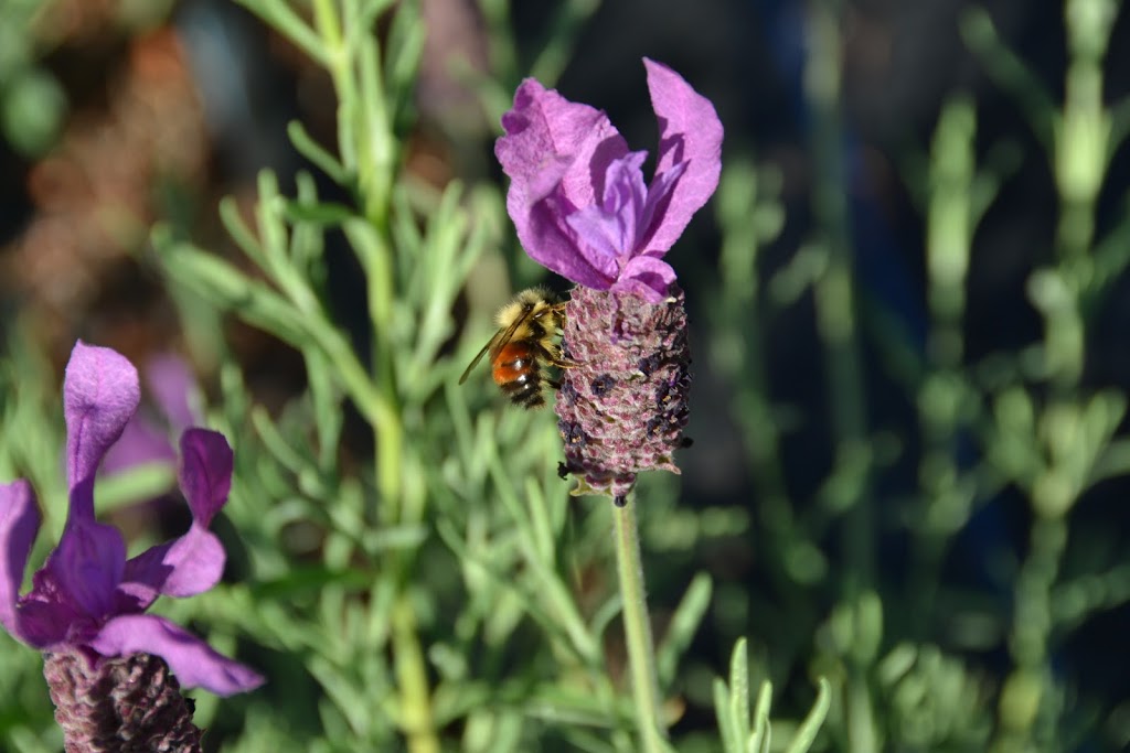 Lavender and Black Aromatic Fields | 256 Pringle Farm Rd, Salt Spring Island, BC V8K 2Y2, Canada | Phone: (778) 875-1877