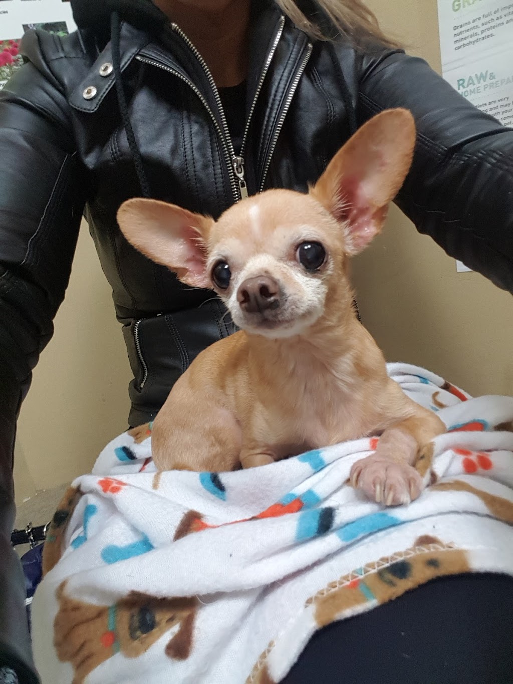 Spencer Creek Animal Hospital | 45 Cootes Dr, Dundas, ON L9H 1B5, Canada | Phone: (905) 627-5510