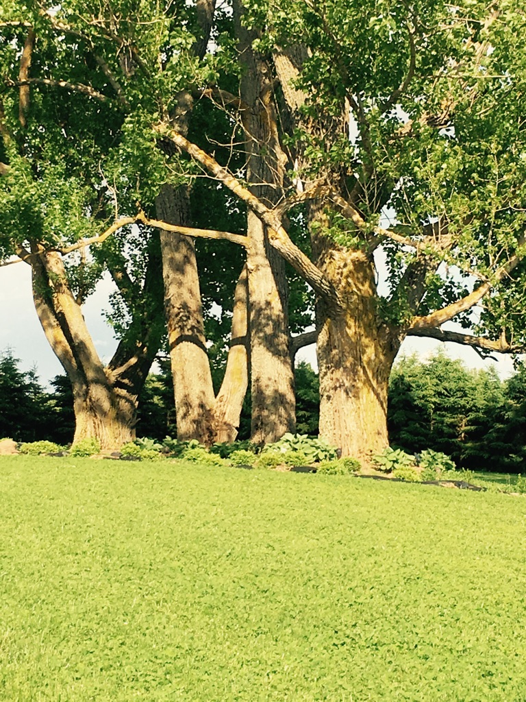 ISSY YOGA | 116 Earnscliffe Rd, Vernon Bridge, PE C0A 2E0, Canada | Phone: (902) 999-1925