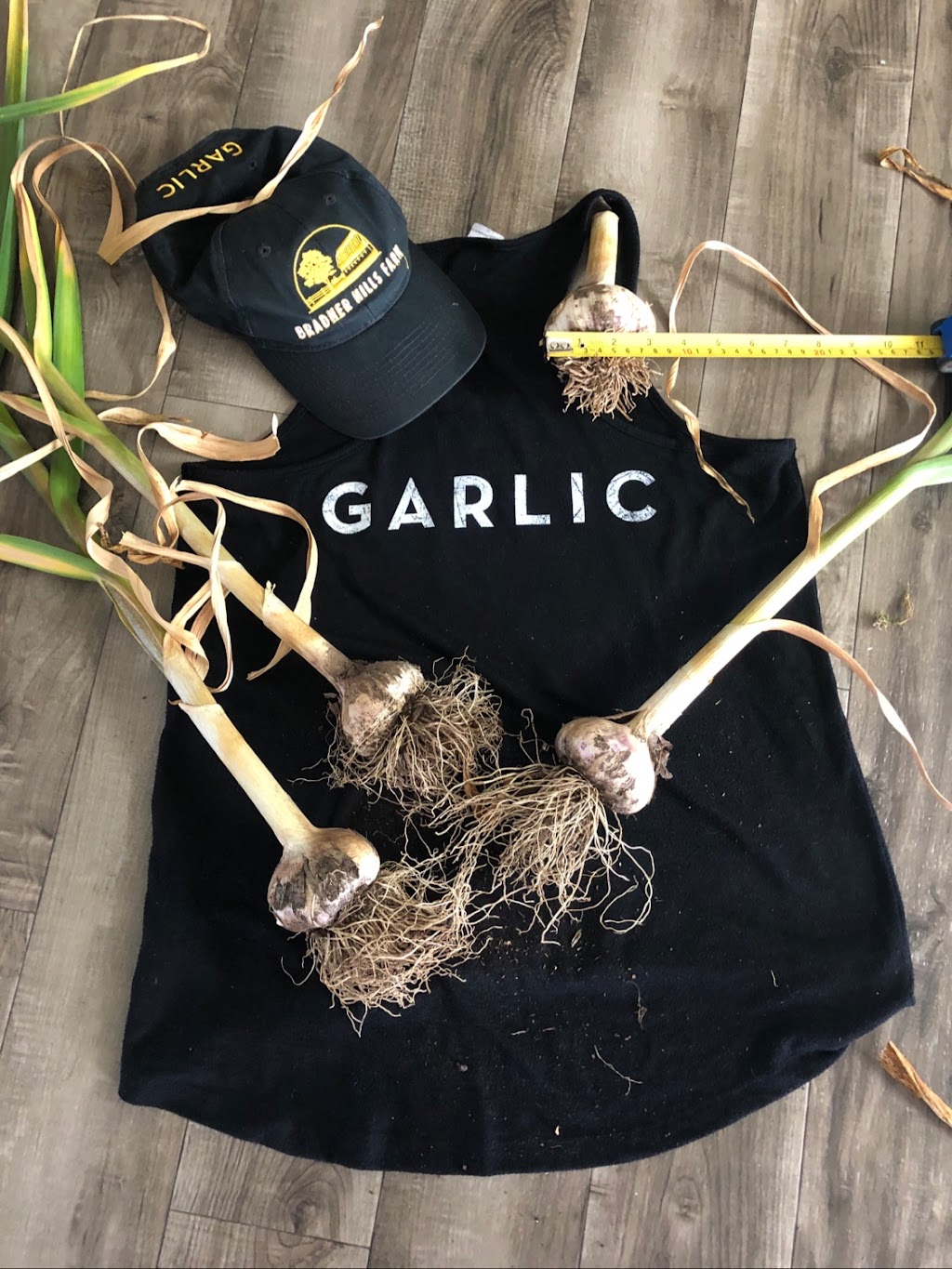 Bradner Hills Farm - Garlic | 6323 Bradner Rd, Abbotsford, BC V4X 2C7, Canada | Phone: (604) 831-6852