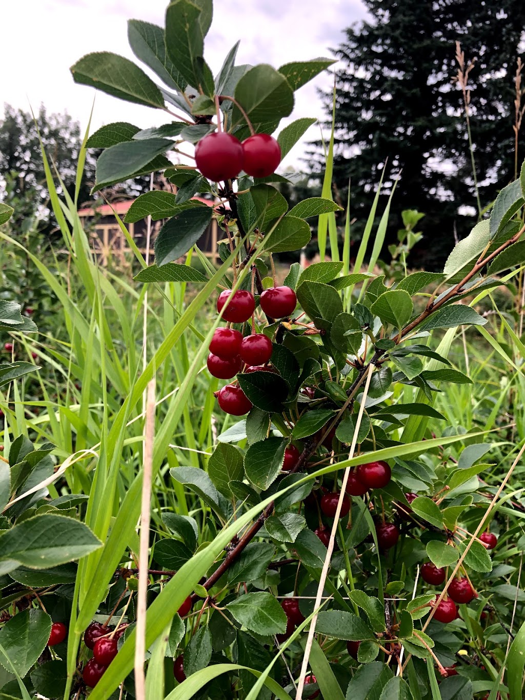 The Saskaberry Ranch | Township Rd 324, Alberta T0M 1X0, Canada | Phone: (403) 507-8994