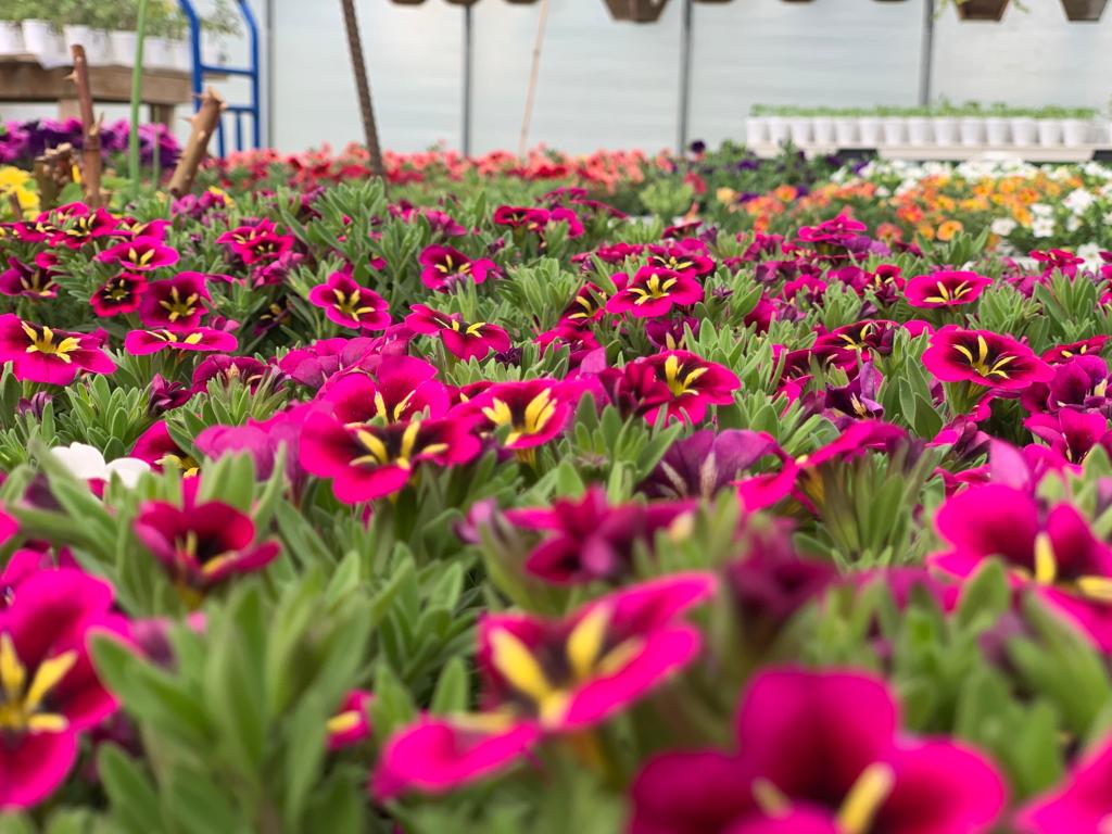Kastle Gardens Greenhouse | 95054 Range Road 15-5, Taber, AB, Canada T0K, Taber, AB T1G 2C6, Canada | Phone: (403) 651-6736