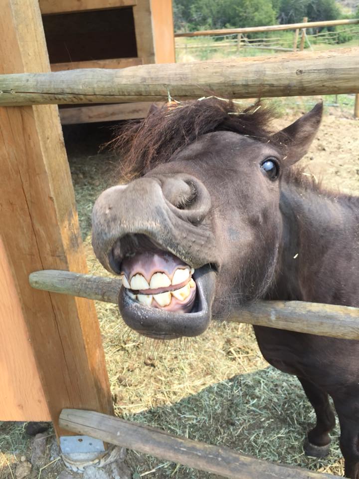 Sagebrush Pony Parties and Events | 726 Sheep Creek Road, Kaleden, BC V0H 1K0, Canada | Phone: (778) 388-9205