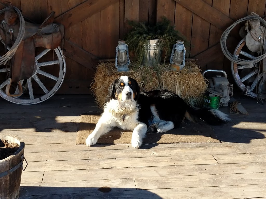 Red Barn Ranch | 15902 Prairie Valley Rd, Summerland, BC V0H 1Z8, Canada | Phone: (250) 494-8198