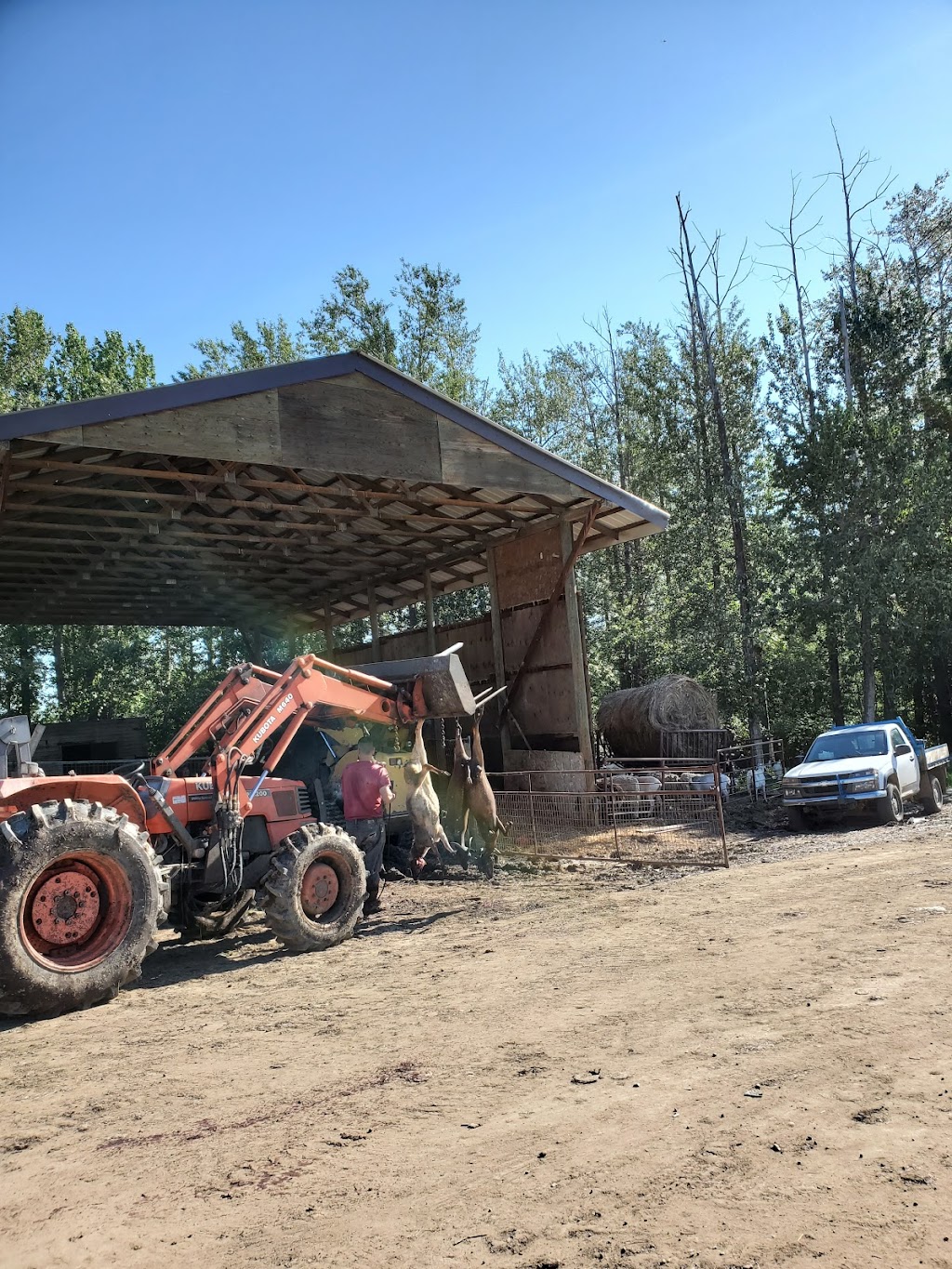 Animal Farm | Sturgeon County, AB T0E 1V0, Canada | Phone: (780) 729-5180