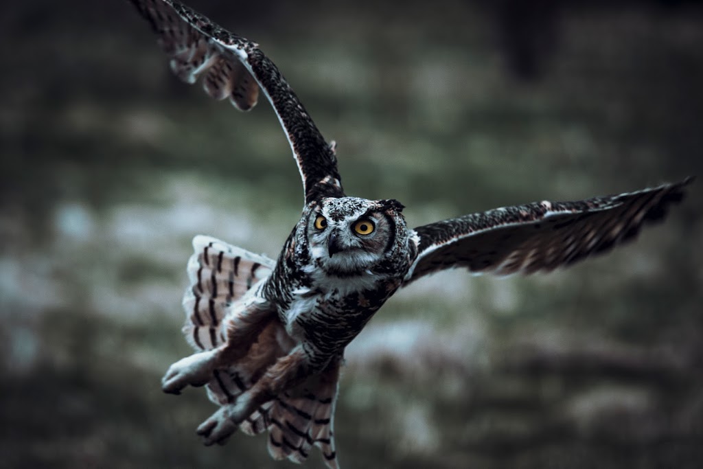 WolfDen Photography | 166 Wedgewood Dr, Kitchener, ON N2B 3G4, Canada | Phone: (519) 897-1693