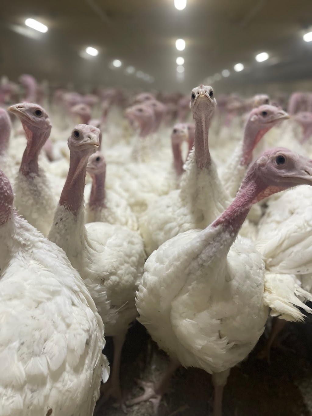 Ferme JLH inc | 211 Rang Sainte-Sophie, Oka, QC J0N 1E0, Canada | Phone: (450) 479-8762