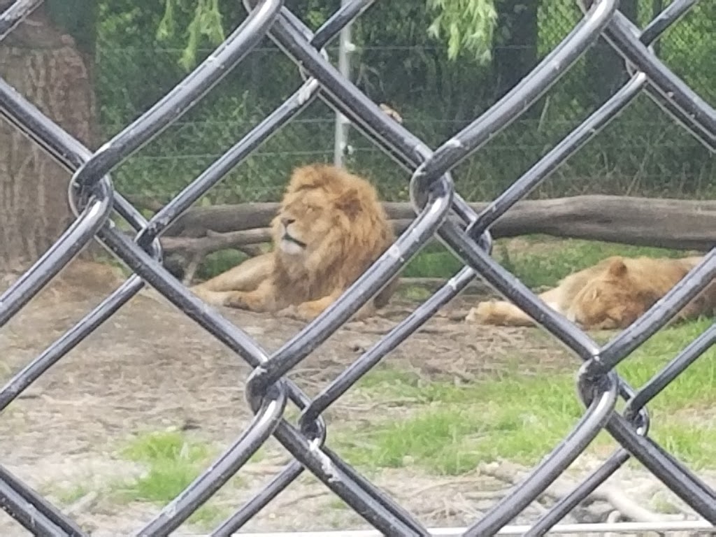 Safari Zoo Camp | 3667 Concession Rd 6, Orono, ON L0B 1M0, Canada | Phone: (905) 983-8217