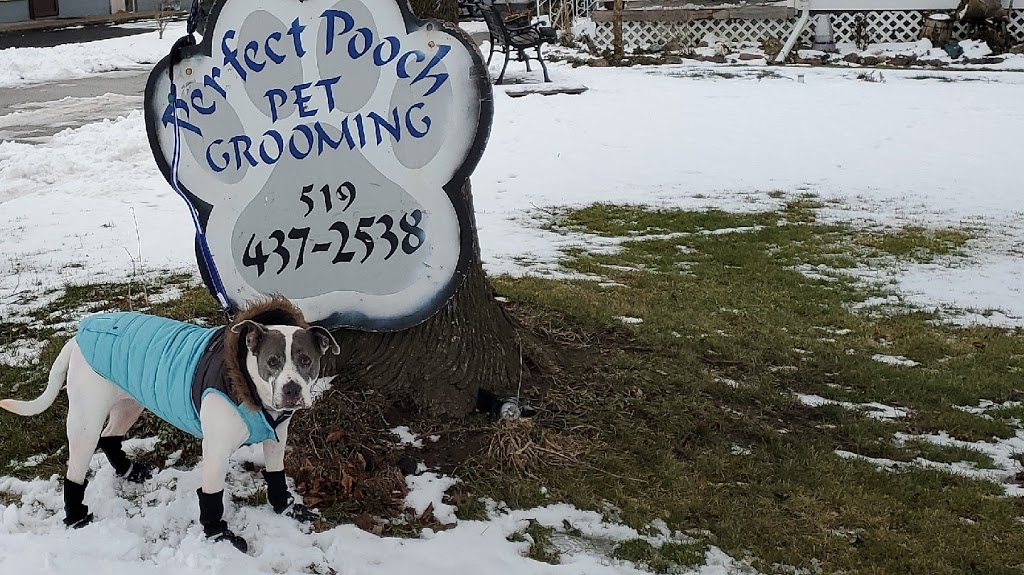 Perfect Pooch | 9192 Talbot St W, Blenheim, ON N0P 1A0, Canada | Phone: (519) 437-2538