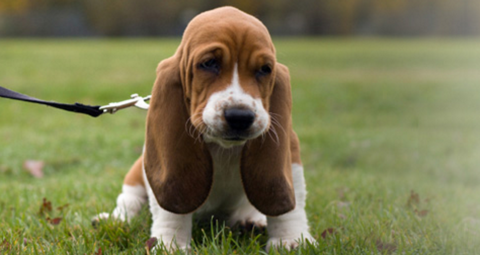 Fall River Animal Hospital | 3146 Nova Scotia Trunk 2, Fall River, NS B2T 1J5, Canada | Phone: (902) 861-4003