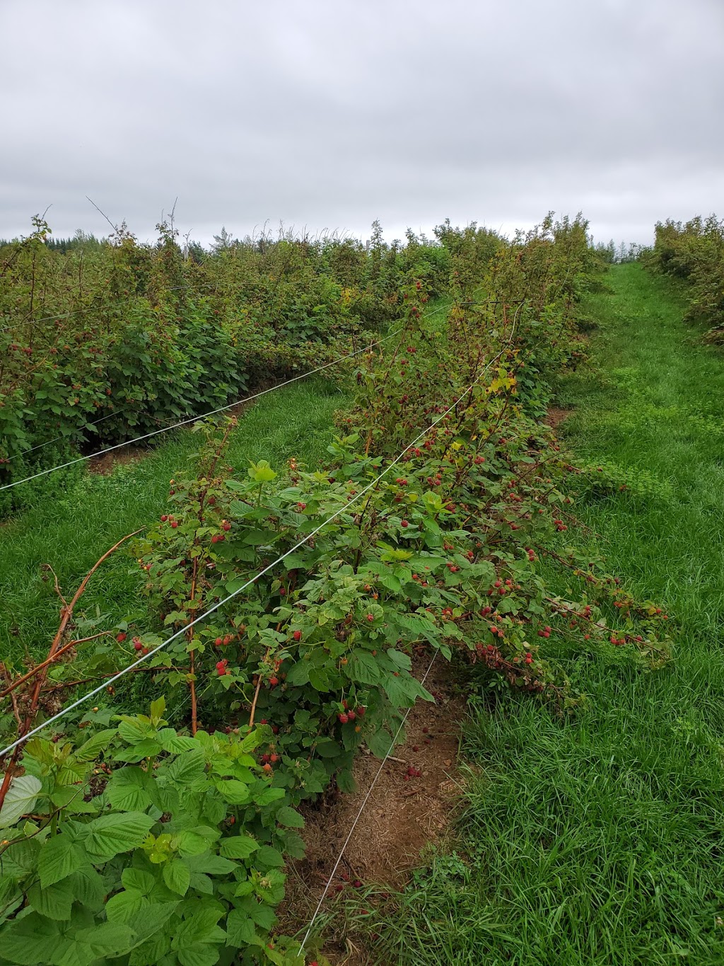 WALKERS STRAWBERRY FARM U-PICK | 837 Rt 880 Lower Millstream, Lower Millstream, NB E5P 3H7, Canada | Phone: (506) 433-1018