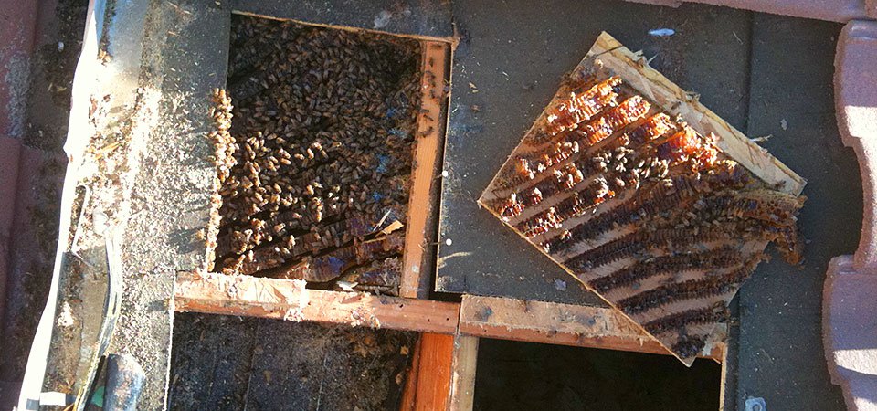 Bee Friendly Removal Service | 6037 Old Guide Rd, Bellingham, WA 98226, USA | Phone: (360) 303-6220
