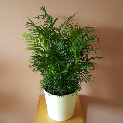 InteriorPlants.ca | 3092 Mavis Rd, Mississauga, ON L5C 1T8, Canada | Phone: (416) 904-7344