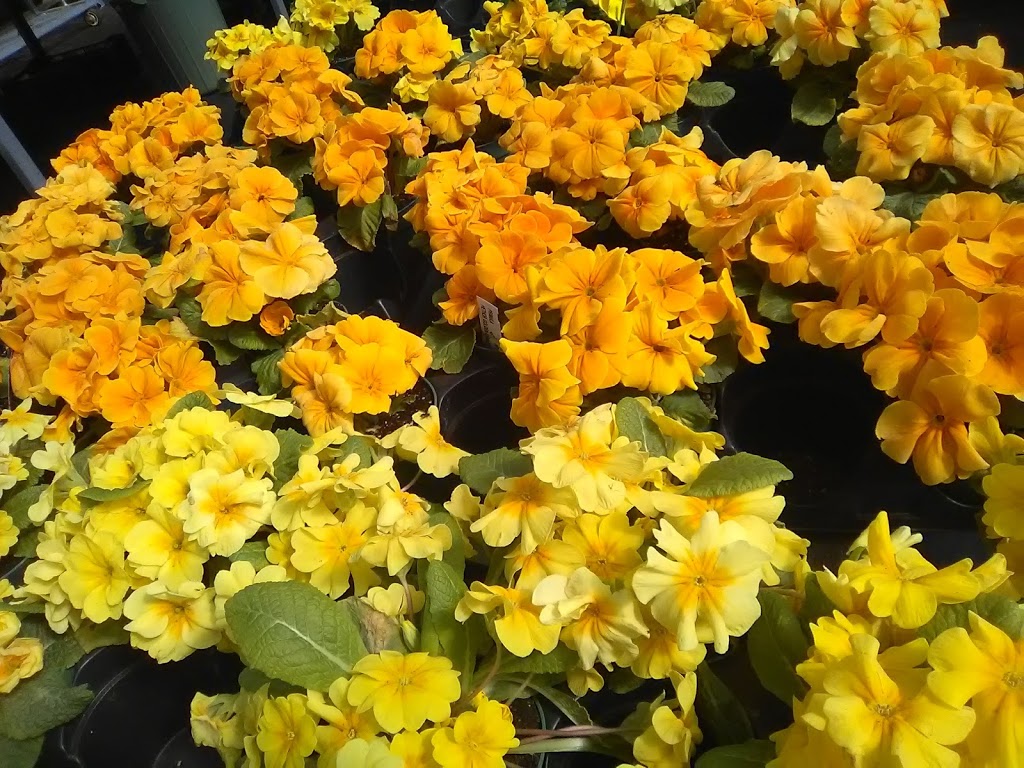 Coles Florist & Garden Centre | 147 Main St E, Grimsby, ON L3M 1P2, Canada | Phone: (905) 945-2219
