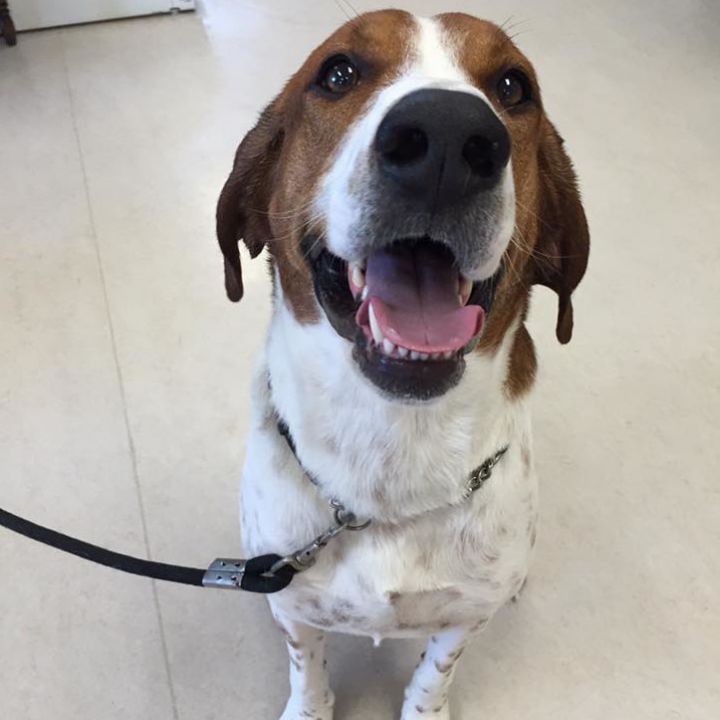 Chinook Pet Clinic | 487 41 St S, Lethbridge, AB T1J 5C8, Canada | Phone: (403) 327-2344
