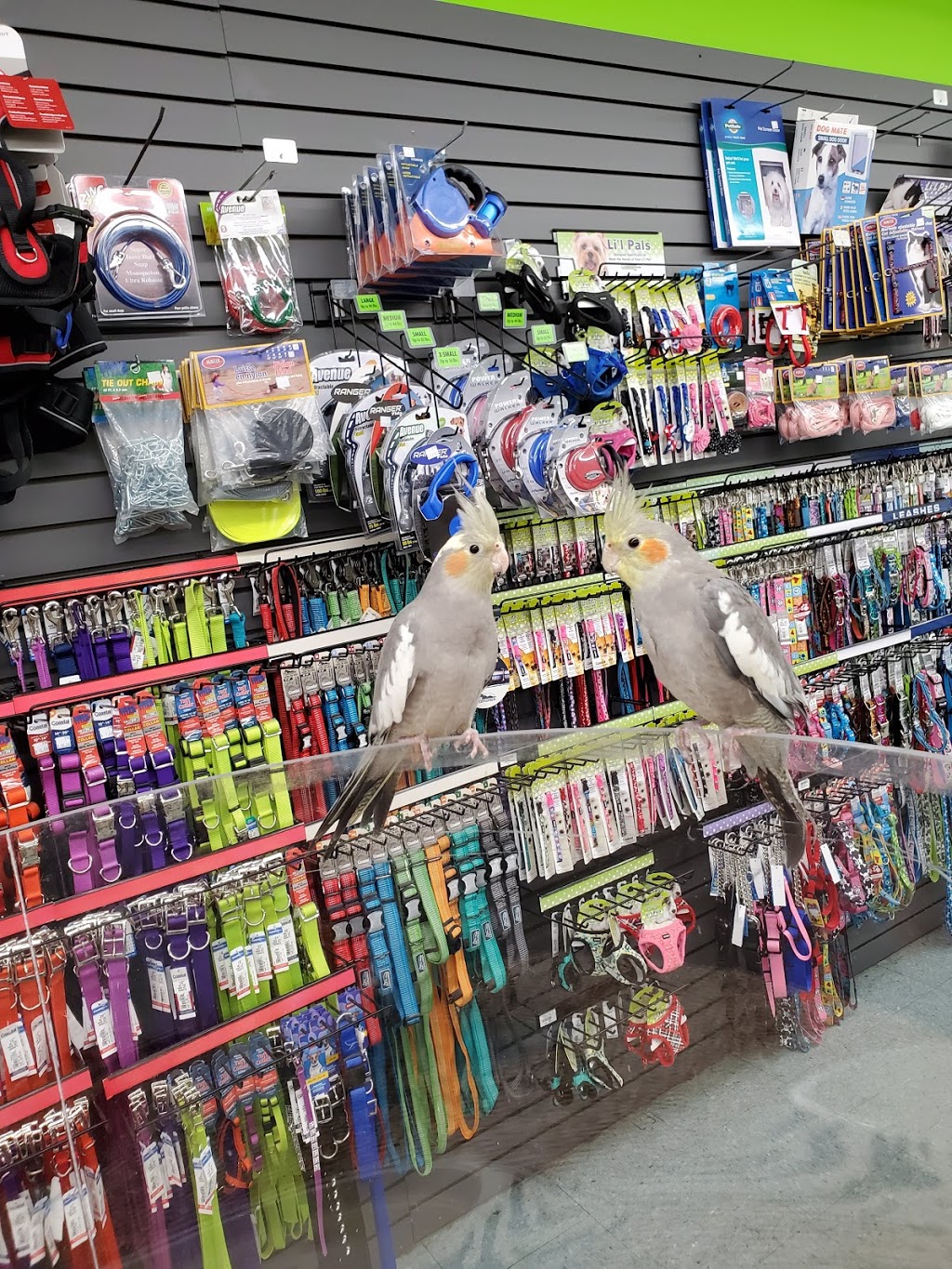 Animalerie Club Wouf-Miaou | 25 Rue Notre-Dame E, Trois-Rivières, QC G8T 4B4, Canada | Phone: (819) 376-0973